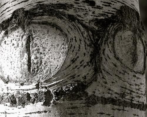 Thân[-]cây[-]phong[-]có[-]hình[-]mắt[-]cú[-]tại[-]Parque[-]das[-]Nações[-](Lisbon,[-]Bồ[-]Đào[-]Nha).